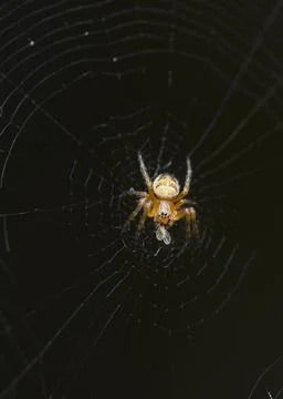 A spider in a web holds a trapped fly Stock Photos