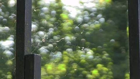 Spider Web with Holes A Bokeh in Background Stock Footage 104012370