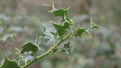 Spider web in Holly 動画素材 238782796