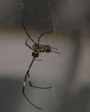Spider web of the hunt Stock Photos