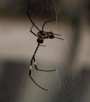Spider web of the hunt Stock Photos