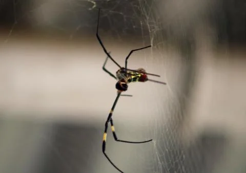 Spider web of the hunt Stock Photos