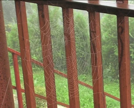 Spider-web I Stock Footage 84993