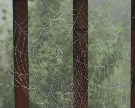 Spider-web II Video stock 84991