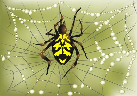 Spider on web Stock Illustration