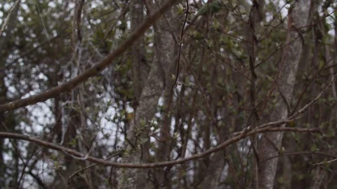 Spider Web inbetween trees Stock Footage 128233565