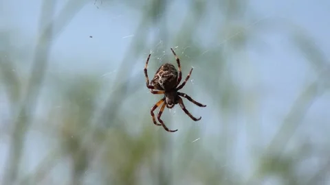 Spider Web, Insect in Natural Environment, Poisoned Predator, Pray in Nature Stock Footage 341387337