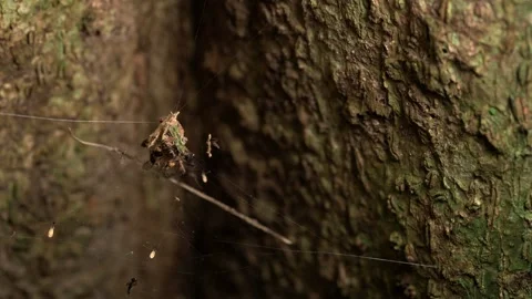 Spider Web with Insect Remains Between Tropical Tree Trunks Видео 336939699