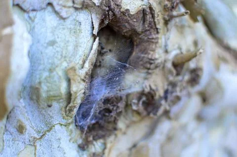 Spider Web Inside Hollow Tree Bark Close-Up Stock Photos