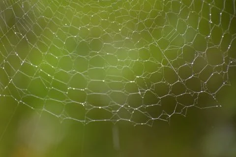 Spider Web Intricate Stock Photos