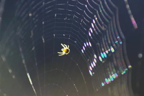 Spider on the web isolated on blue background in sunny day. Stock Photos