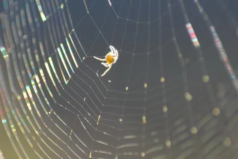 Spider on the web isolated on blue background in sunny day Stock Photos