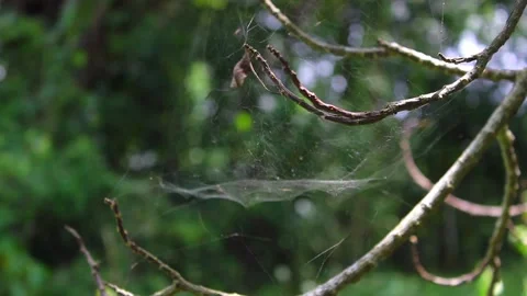 Spider web in the jungle, concept stock video footage Stock Footage 201851751