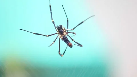 Spider on the web in jungle Stock Footage 143615403