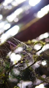 Spider web in the jungle Stock Photos