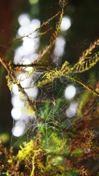 Spider web in the jungle Spider web at the jungle Stock Photos