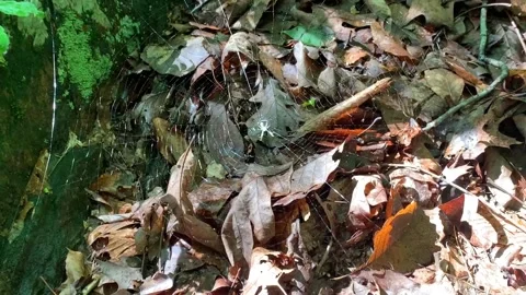 SPIDER WEB JUST ABOVE THE FOREST FLOOR Vídeo Stock 131336943