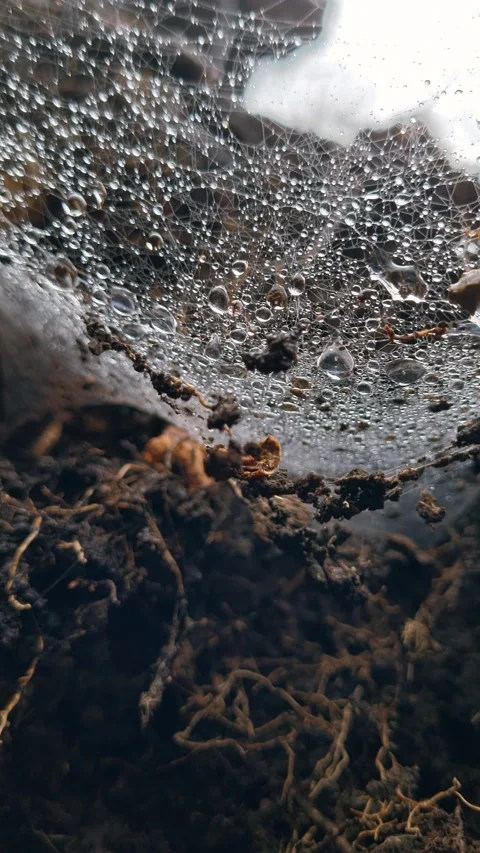 Spider web labyrinths with water drops. Dew on spider web in the morning Stock Footage 299908145