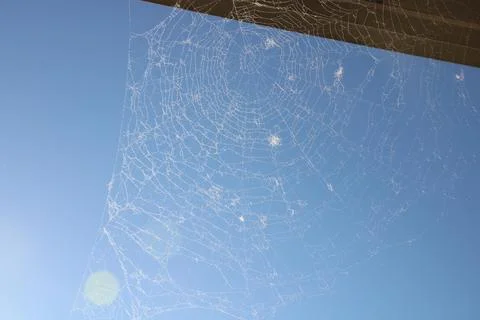 Spider web large with blue sky and bokeh effect 库存照片
