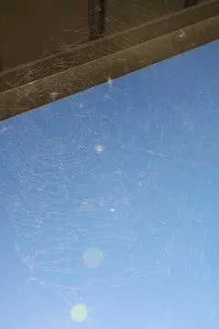 Spider web large with blue sky with bottom bokeh effect 库存照片
