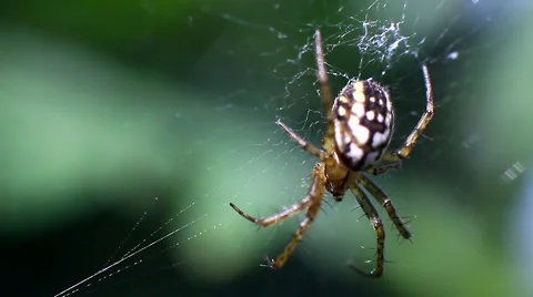 Spider on the web leads hunt Stock Footage 66102774