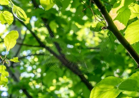 Spider web on the leaf with fresh dew of leave in foggy day Stock Photos