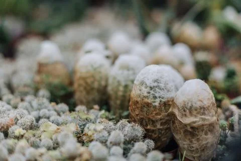Spider web on the leaf with fresh dew of leave in foggy day Stock Photos