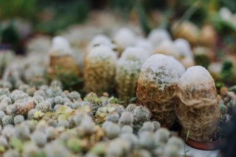 Spider web on the leaf with fresh dew of leave in foggy day Stock Photos