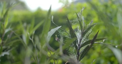Spider web on a leaf with morning dew reflecting sunlight beautifully. Stock Footage 317756598