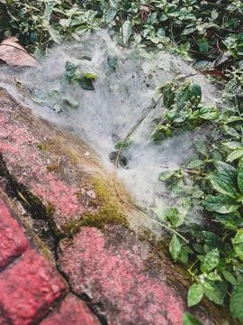 Spider web on leaves and old brick wall Stock Photos