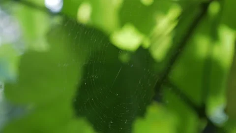 Spider Web On Leaves Background Stock Footage 137415574