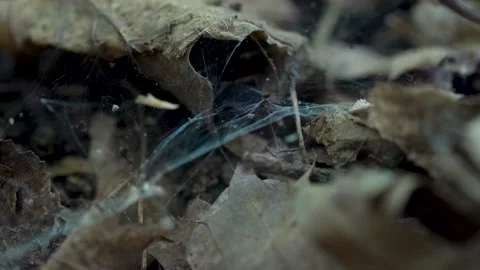Spider web on leaves in the forest 4K Stock Footage 293401254