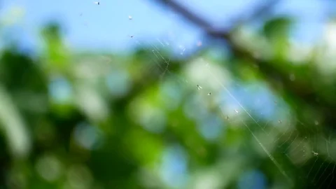 Spider web in the light. Beautiful bokeh, video for the background. Video stock 78230714