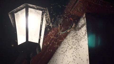 Spider on a web in the light of a lantern Stock Footage 94965204