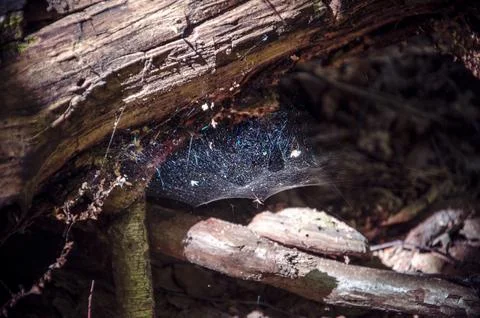 Spider web on a log in the forest. Shallow depth of field. Stock Photos