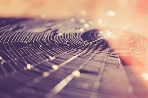 Spider web macro background. Insect danger trap texture. Foto stock