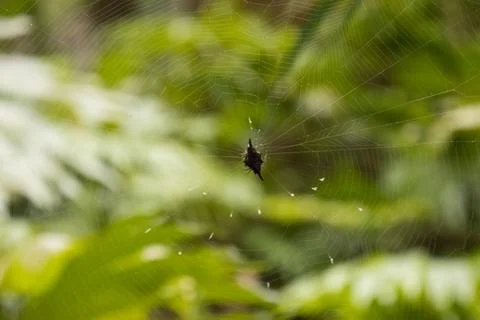Spider on Web Macro Close-Up, Penang Hill, Malaysia 库存照片