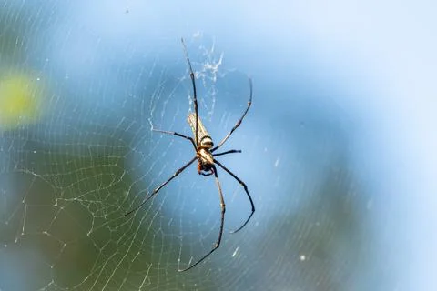 Spider on web macro closeup Stock Photos
