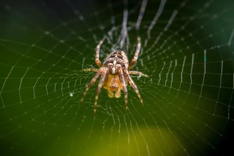 Spider on web macro Stock Photos