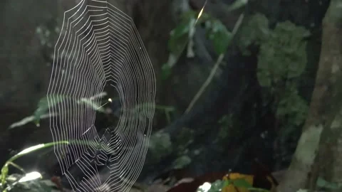 Spider web, Malaysia Stock Footage 159636950