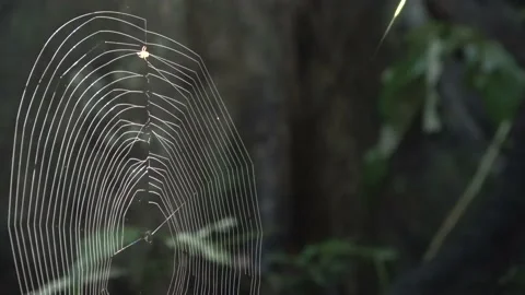 Spider web, Malaysia Stock Footage 159636955