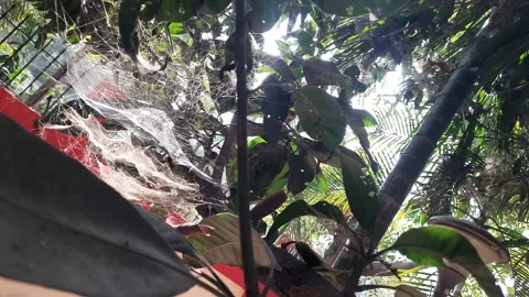 Spider web on mango tree. Stock Footage 301591773