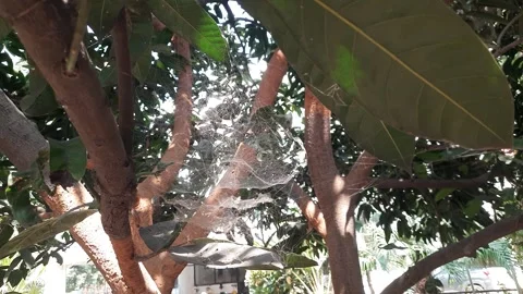 Spider web on mango tree. Stockbeeldmateriaal 301591832