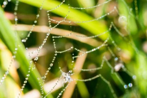 Spider web with many drops of water Stock Photos