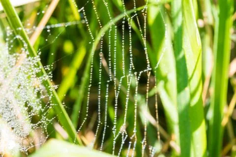 Spider web with many drops of water Stock Photos