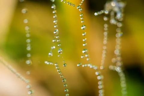 Spider web with many drops of water Stock Photos