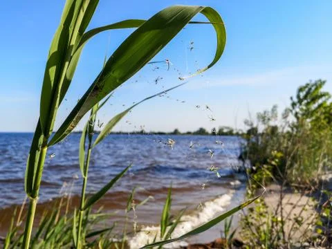 Spider web with many gnats on rush green curly leaves on a bank of a river. Stock Photos