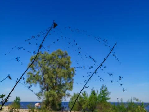 Spider web with many gnats on two twigs like flag on a bank of a river. Stock Photos