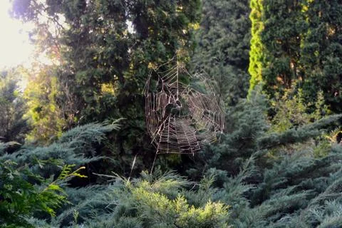 Spider web on a meadow at dawn. Stock Illustration