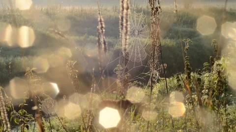 A spider web in a meadow. Stock Footage 282081286